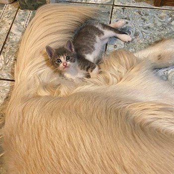 thumbnail petsitter București or pet nanny for dogs cats