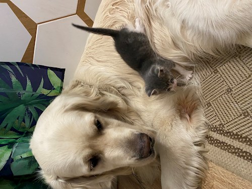 Mihaela- petsitter București or Pet nanny for dogs cats