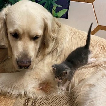 thumbnail petsitter București or pet nanny for dogs cats