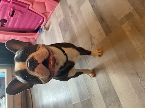 Dana- petsitter București sau Bonă pentru animale pentru câini pisici