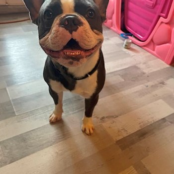 thumbnail petsitter București sau bonă pentru animale pentru câini pisici