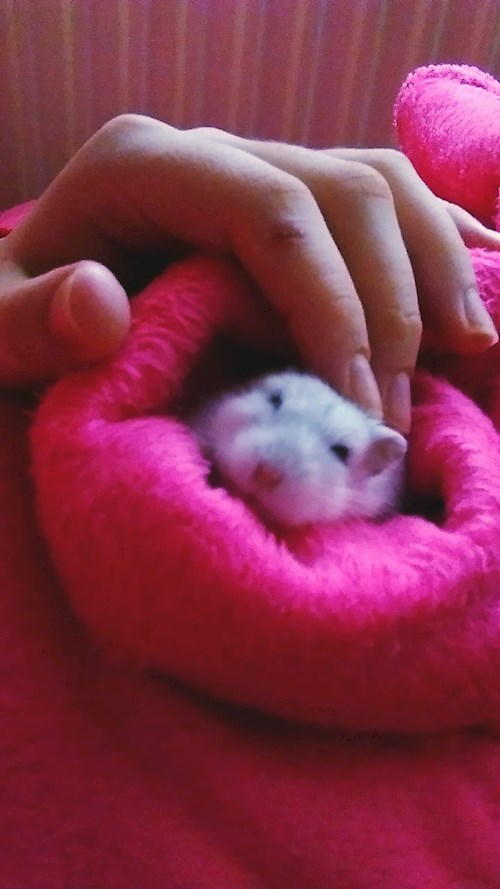 Măcreanu- petsitter Cluj-Napoca sau Bonă pentru animale pentru câini pisici 
