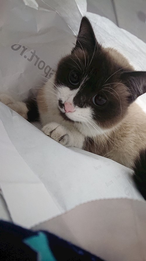 Măcreanu- petsitter Cluj-Napoca sau Bonă pentru animale pentru câini pisici 