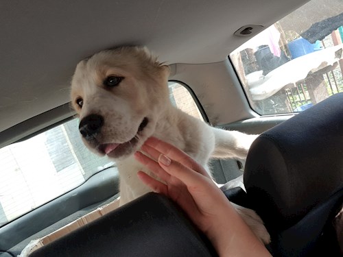 Măcreanu- petsitter Cluj-Napoca sau Bonă pentru animale pentru câini pisici 