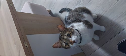 Florina- petsitter Târgu Mureș or Pet nanny for dogs cats