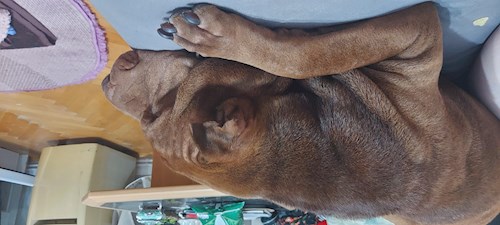 Florina- petsitter Târgu Mureș or Pet nanny for dogs cats