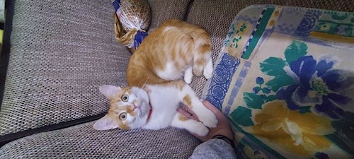Florina- petsitter Târgu Mureș or Pet nanny for dogs cats