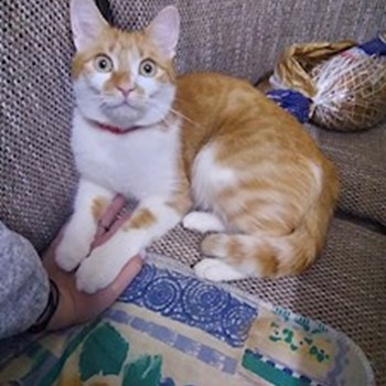 thumbnail petsitter Târgu Mureș or pet nanny for dogs cats