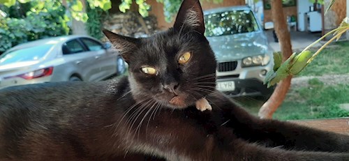 Florina- petsitter Târgu Mureș or Pet nanny for dogs cats