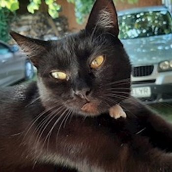 thumbnail petsitter Târgu Mureș or pet nanny for dogs cats