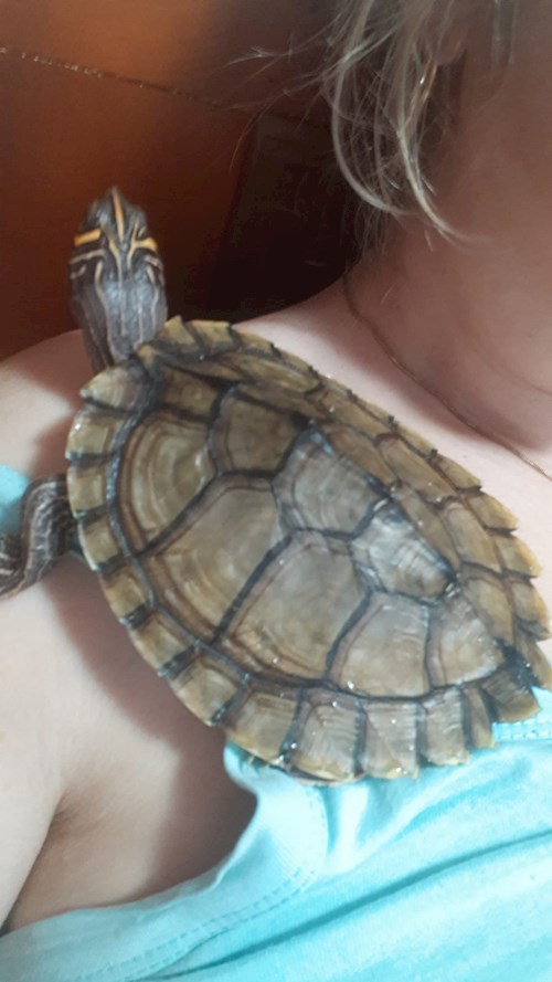 Florina- petsitter Târgu Mureș or Pet nanny for dogs cats