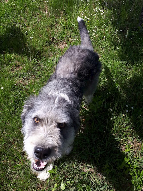 Florina- petsitter Târgu Mureș or Pet nanny for dogs cats