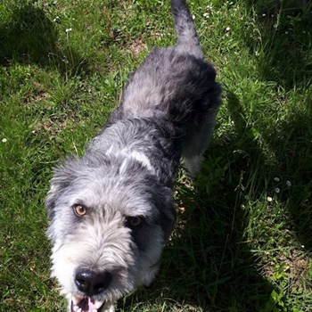 thumbnail petsitter Târgu Mureș or pet nanny for dogs cats
