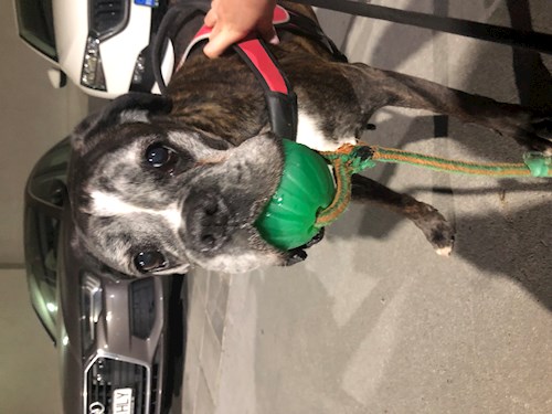 Valeria- petsitter București sau Bonă pentru animale pentru câini pisici