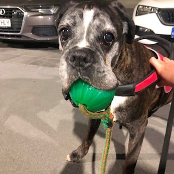 thumbnail petsitter București sau bonă pentru animale pentru câini pisici