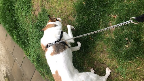 Valeria- petsitter București sau Bonă pentru animale pentru câini pisici