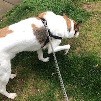 thumbnail petsitter București sau bonă pentru animale pentru câini pisici