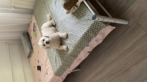 Gina- petsitter București sau Bonă pentru animale pentru câini pisici