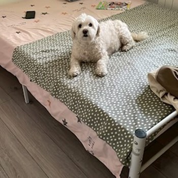 thumbnail petsitter București sau bonă pentru animale pentru câini pisici