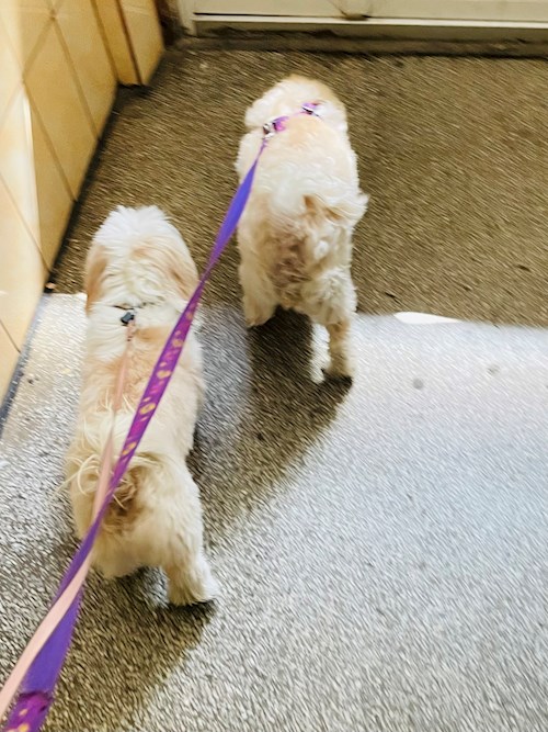 Gina- petsitter București sau Bonă pentru animale pentru câini pisici