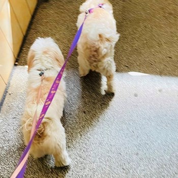 thumbnail petsitter București sau bonă pentru animale pentru câini pisici