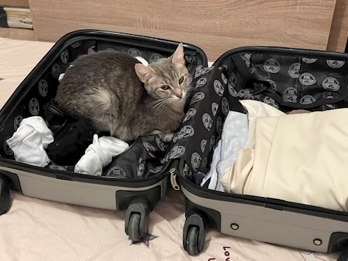 Gina- petsitter București sau Bonă pentru animale pentru câini pisici