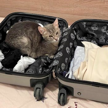 thumbnail petsitter București sau bonă pentru animale pentru câini pisici