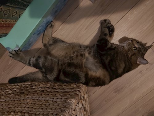 Teodora- petsitter București sau Bonă pentru animale pentru câini pisici