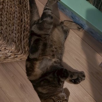 thumbnail petsitter București sau bonă pentru animale pentru câini pisici