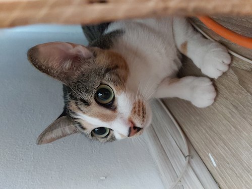 Teodora- petsitter București sau Bonă pentru animale pentru câini pisici