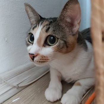 thumbnail petsitter București sau bonă pentru animale pentru câini pisici