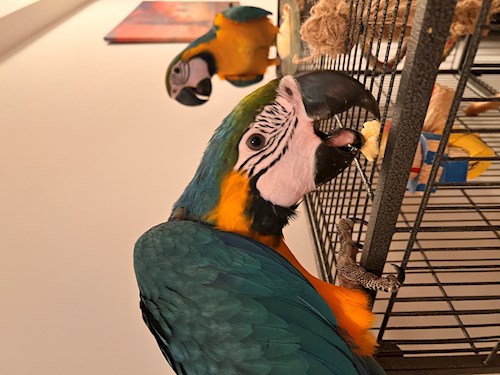 Mădălina- petsitter București sau Bonă pentru animale pentru câini pisici