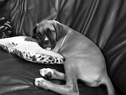 Mădălina- petsitter București sau Bonă pentru animale pentru câini pisici