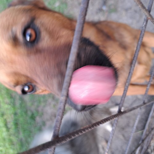 Roberta-Andreea- petsitter Câmpina sau Bonă pentru animale pentru câini pisici