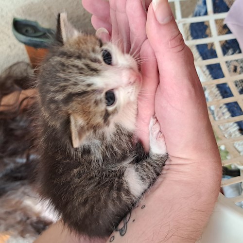 Roberta-Andreea- petsitter Câmpina sau Bonă pentru animale pentru câini pisici