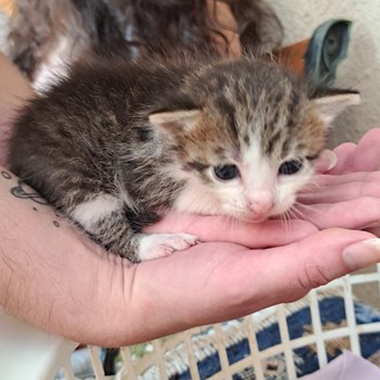 thumbnail petsitter Câmpina sau bonă pentru animale pentru câini pisici