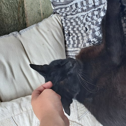 Roberta-Andreea- petsitter Câmpina sau Bonă pentru animale pentru câini pisici