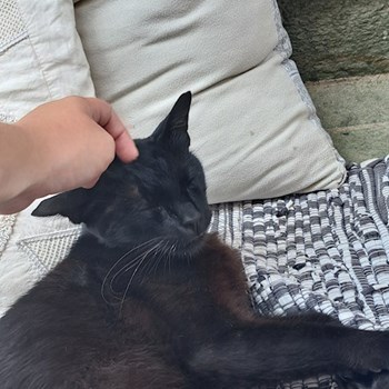 thumbnail petsitter Câmpina sau bonă pentru animale pentru câini pisici