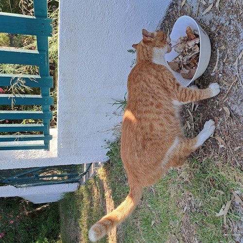 Roberta-Andreea- petsitter Câmpina sau Bonă pentru animale pentru câini pisici