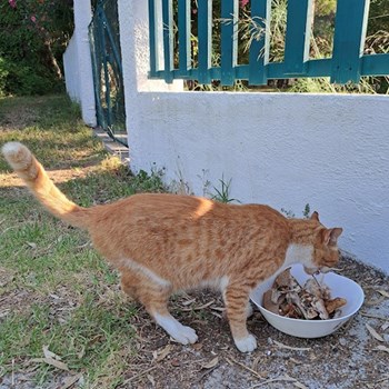  thumbnail petsitter Timișoara sau bonă pentru animale pentru câini pisici 