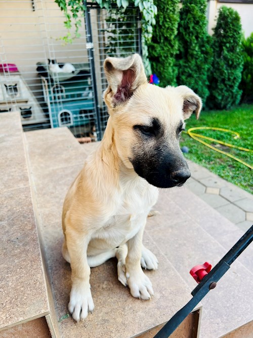 Ala- petsitter Olteni sau Bonă pentru animale pentru câini pisici