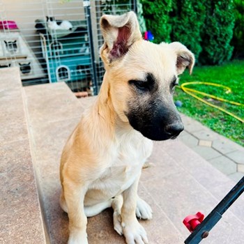 thumbnail petsitter Olteni sau bonă pentru animale pentru câini pisici