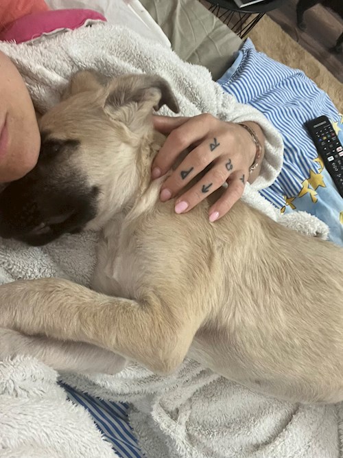 Ala- petsitter Olteni sau Bonă pentru animale pentru câini pisici