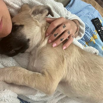 thumbnail petsitter Olteni sau bonă pentru animale pentru câini pisici