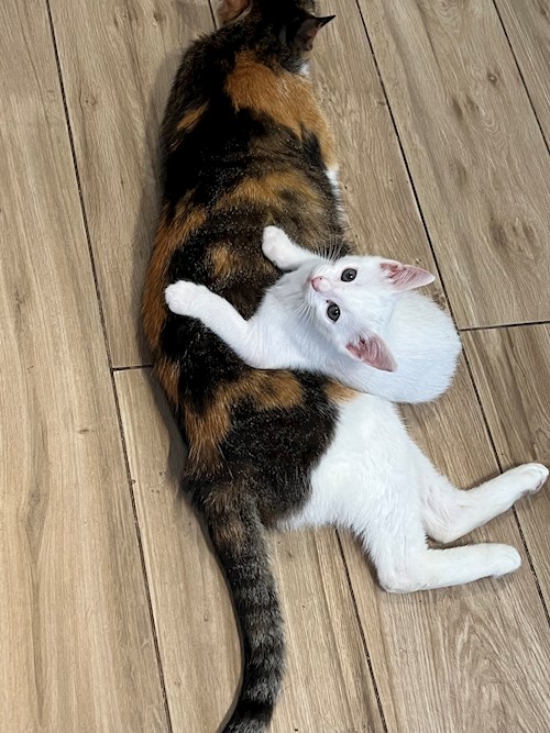 Ala- petsitter Olteni sau Bonă pentru animale pentru câini pisici