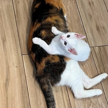 thumbnail petsitter Olteni sau bonă pentru animale pentru câini pisici