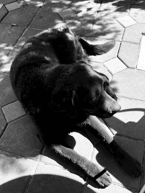 Ala- petsitter Olteni sau Bonă pentru animale pentru câini pisici