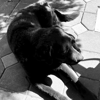 thumbnail petsitter Olteni sau bonă pentru animale pentru câini pisici