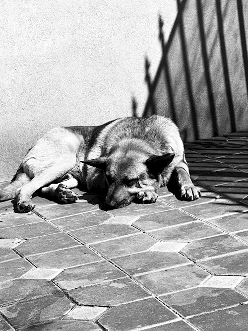 Ala- petsitter Olteni sau Bonă pentru animale pentru câini pisici