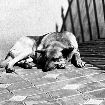 thumbnail petsitter Olteni sau bonă pentru animale pentru câini pisici